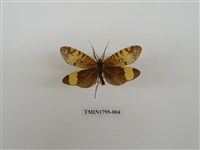 藏品(毛翅目)的圖片